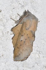 Phyllodesma tremulifolia