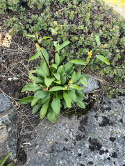 Solidago leiocarpa