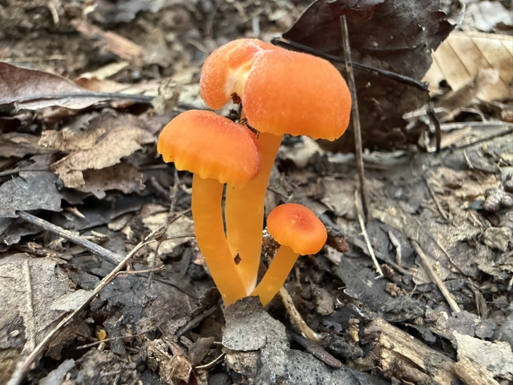 Vermilion Waxcap · August 2026 · photo: Photo: (c) Fluff Berger, some rights reserved (CC BY-SA) · iNaturalist