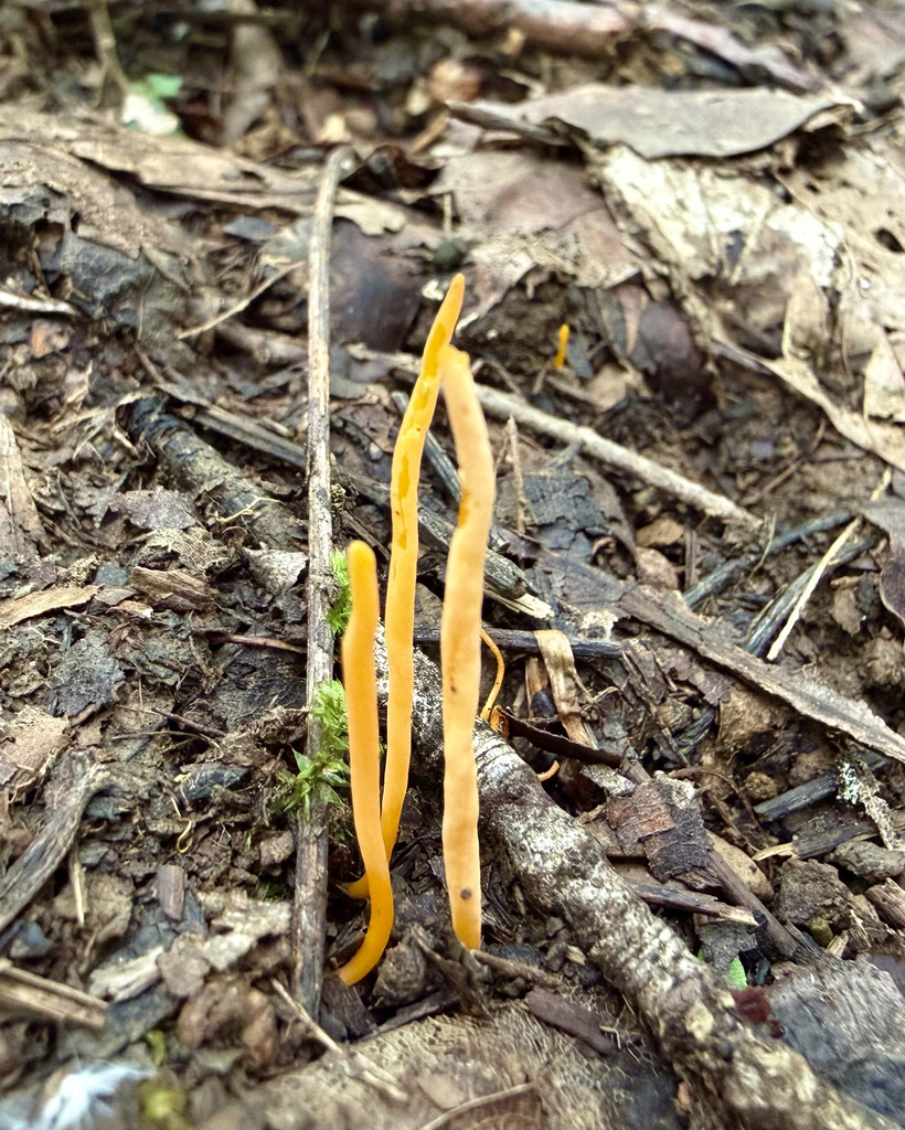 Orange Spindle · August 2026 · photo: Photo: (c) Fluff Berger, some rights reserved (CC BY-SA) · iNaturalist