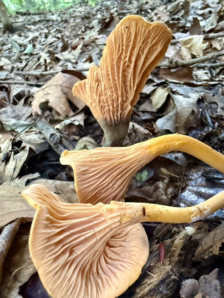 Appalachian Chanterelle · August 2026 · photo: Photo: (c) Fluff Berger, some rights reserved (CC BY-SA) · iNaturalist