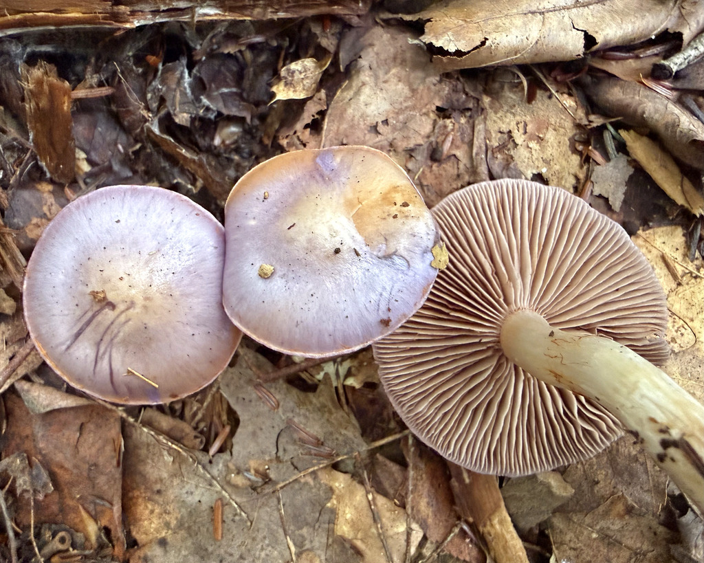 Viscid Violet Cort · August 2026 · photo: Photo: (c) Fluff Berger, some rights reserved (CC BY-SA) · iNaturalist