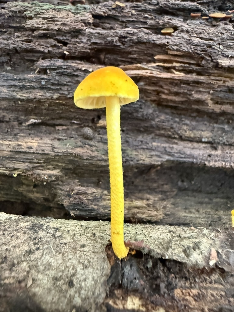 golden coincap · August 2026 · photo: Photo: (c) Fluff Berger, some rights reserved (CC BY-SA) · iNaturalist