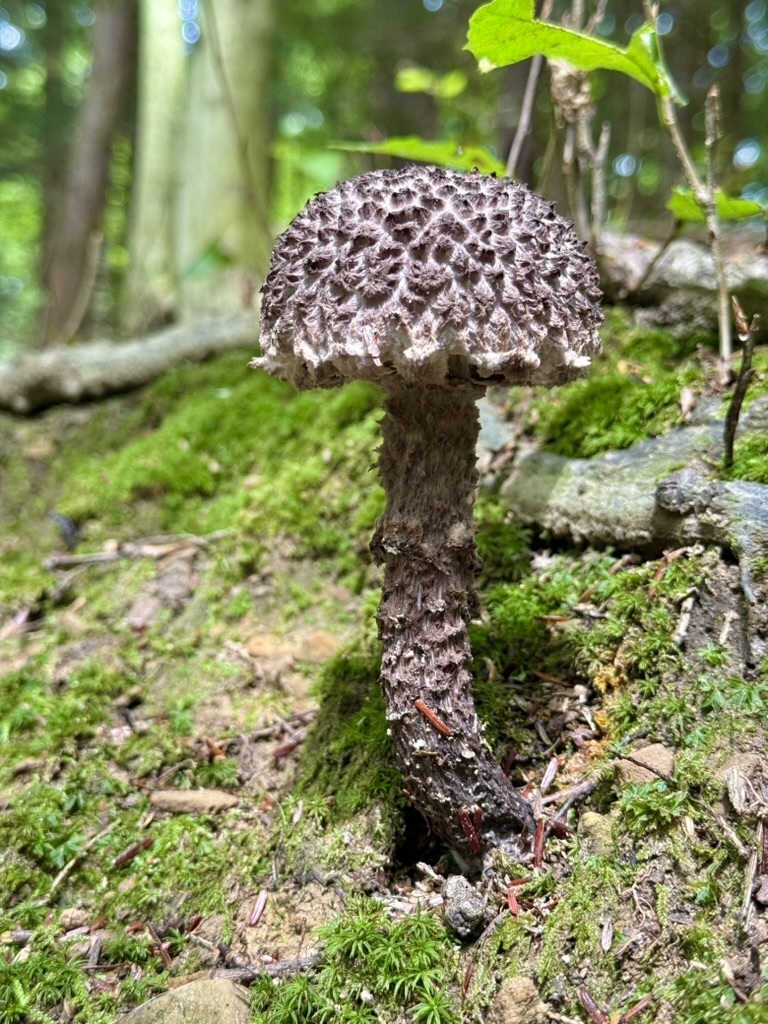 Old-man-of-the-woods · August 2026 · photo: Photo: (c) Fluff Berger, some rights reserved (CC BY-SA) · iNaturalist