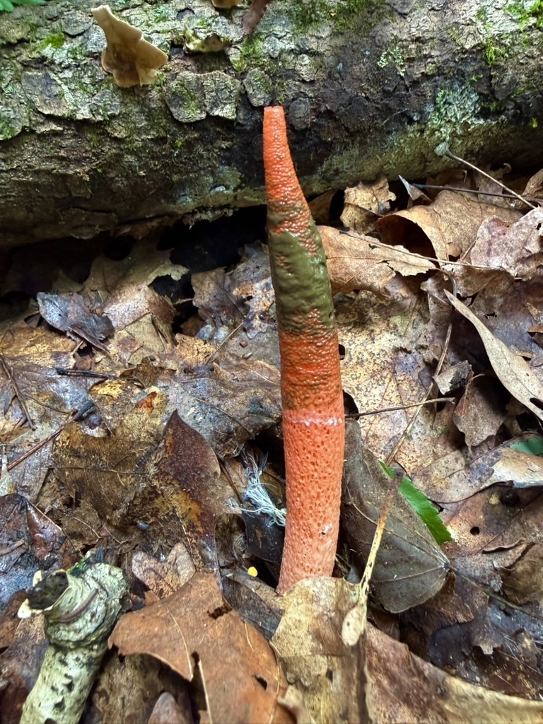 devil's dipstick · August 2026 · photo: Photo: (c) Fluff Berger, some rights reserved (CC BY-SA) · iNaturalist