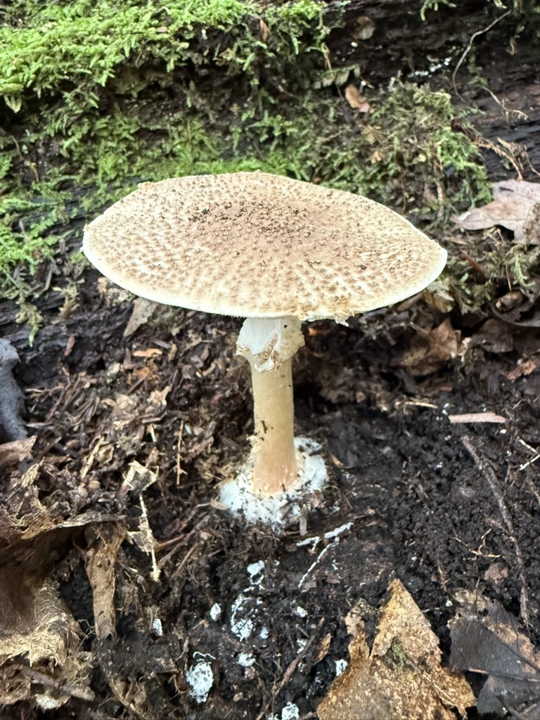 Freckled Dapperling · August 2026 · photo: Photo: (c) Fluff Berger, some rights reserved (CC BY-SA) · iNaturalist