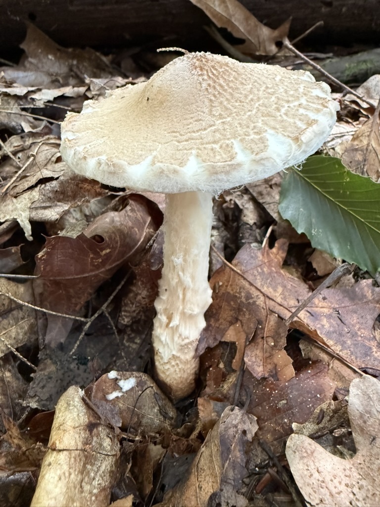 Shield Dapperling · August 2026 · photo: Photo: (c) Fluff Berger, some rights reserved (CC BY-SA) · iNaturalist