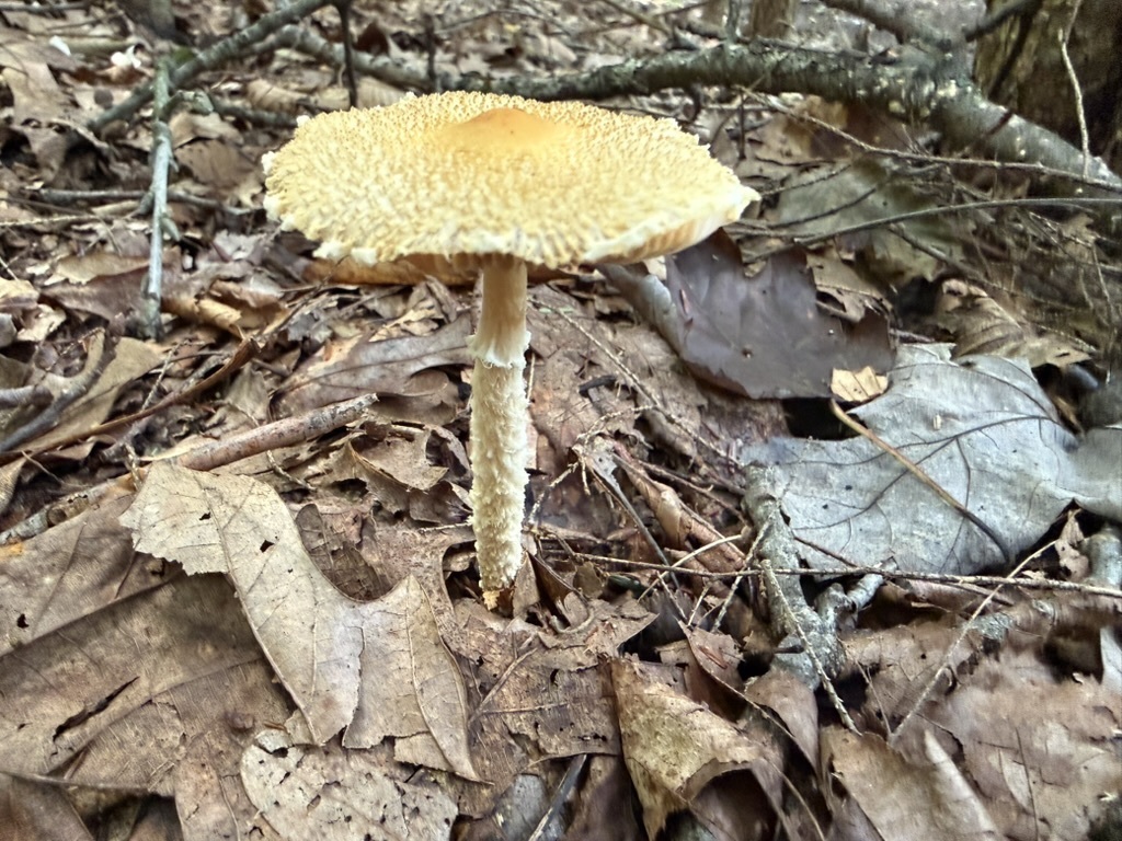 Shield Dapperling · August 2026 · photo: Photo: (c) Fluff Berger, some rights reserved (CC BY-SA) · iNaturalist