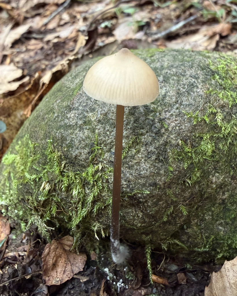 Entoloma conicum · August 2026 · photo: Photo: (c) Fluff Berger, some rights reserved (CC BY-SA) · iNaturalist