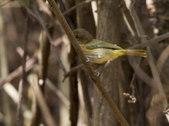 Pachysylvia aurantiifrons