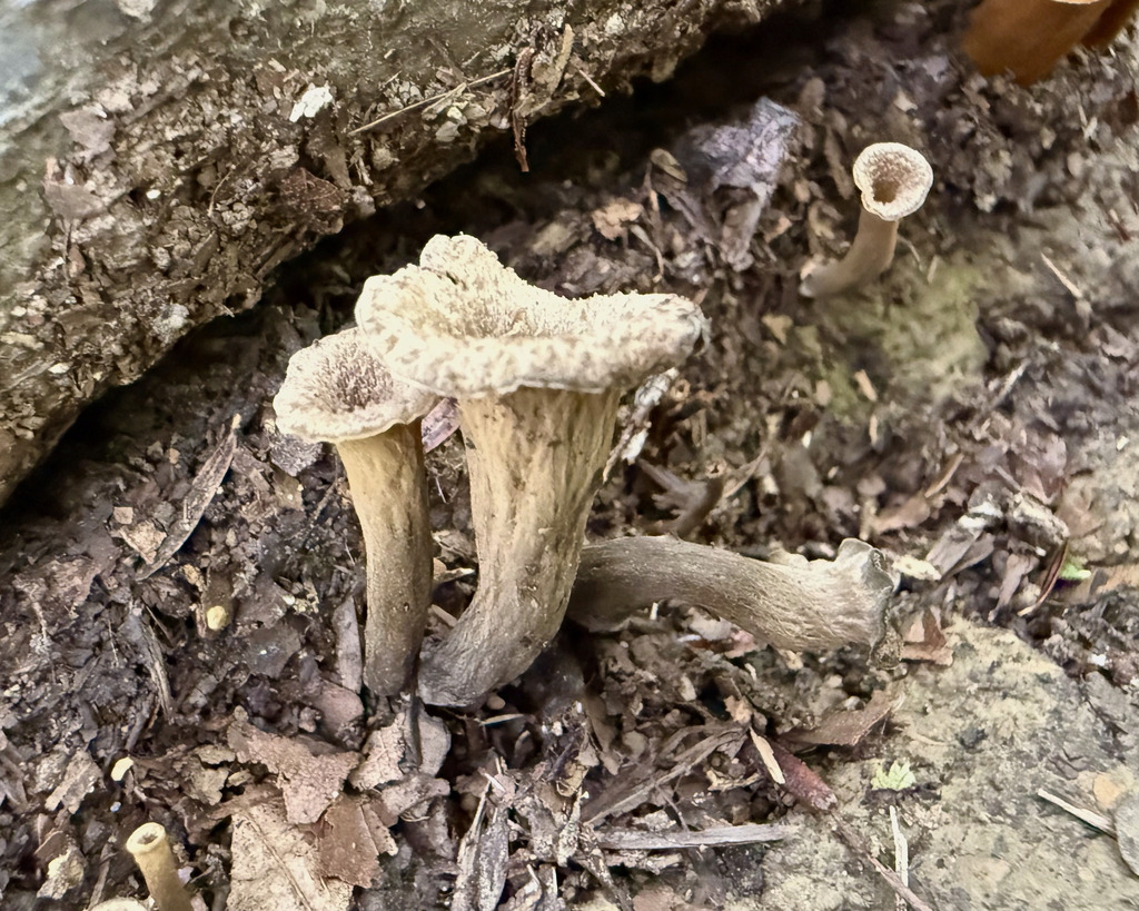 Eastern Black Trumpet · August 2026 · photo: Photo: (c) Fluff Berger, some rights reserved (CC BY-SA) · iNaturalist