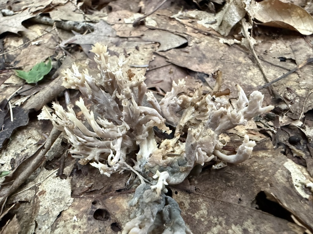 grey coral fungus · August 2026 · photo: Photo: (c) Fluff Berger, some rights reserved (CC BY-SA) · iNaturalist