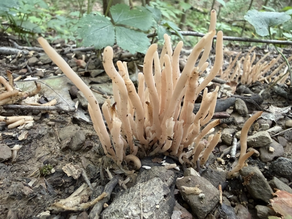 Smoky Spindles · August 2026 · photo: Photo: (c) Fluff Berger, some rights reserved (CC BY-SA) · iNaturalist
