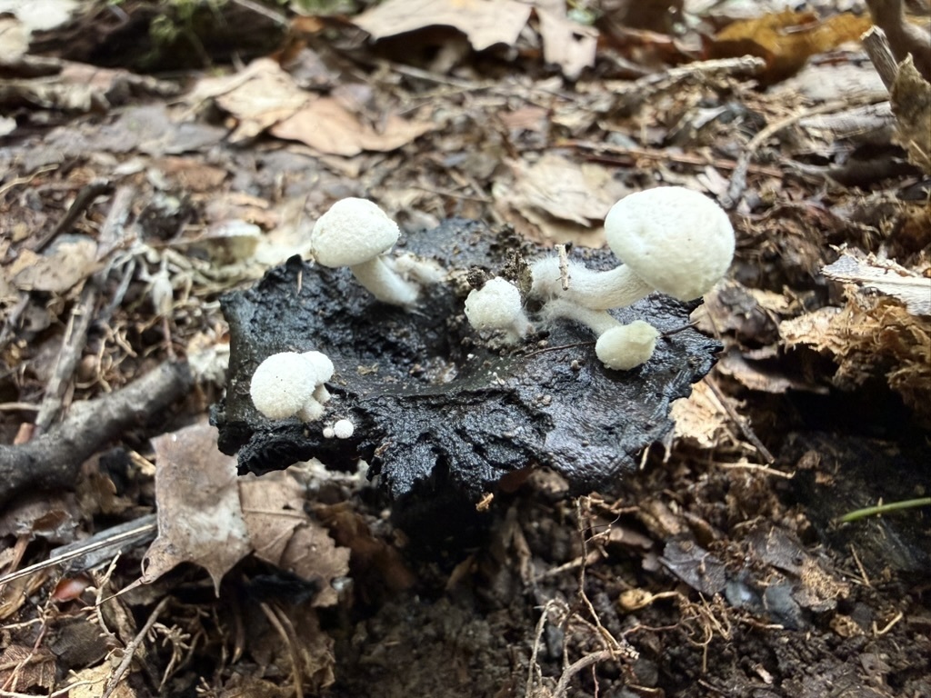 Powder Cap · August 2026 · photo: Photo: (c) Fluff Berger, some rights reserved (CC BY-SA) · iNaturalist