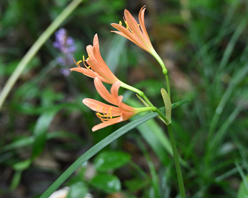 Lycoris sanguinea, photograph 3