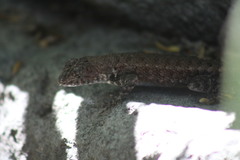 Sceloporus nelsoni