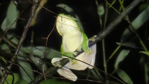 Chinese Flying Frog