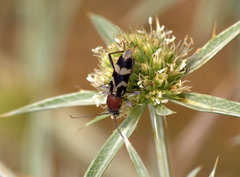 Chlorophorus aegyptiacus