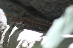 Sceloporus nelsoni