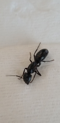 Camponotus laevigatus