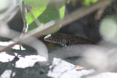 Sceloporus nelsoni