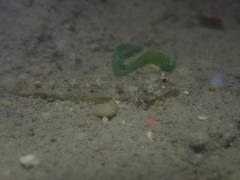Asian Sand Goby photo 5