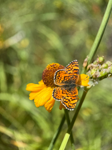 iNaturalist observation photo of Mylitta Crescent