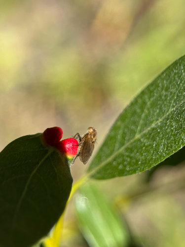 iNaturalist observation photo of Winged and Once-winged Insects