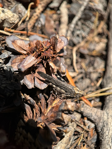 iNaturalist observation photo of Crackling Forest Grasshopper