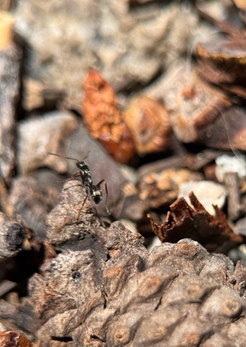 iNaturalist observation photo of Formicine Ants