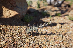 Streptanthus brachiatus