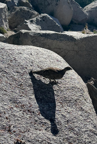 iNaturalist observation photo of Sooty Grouse