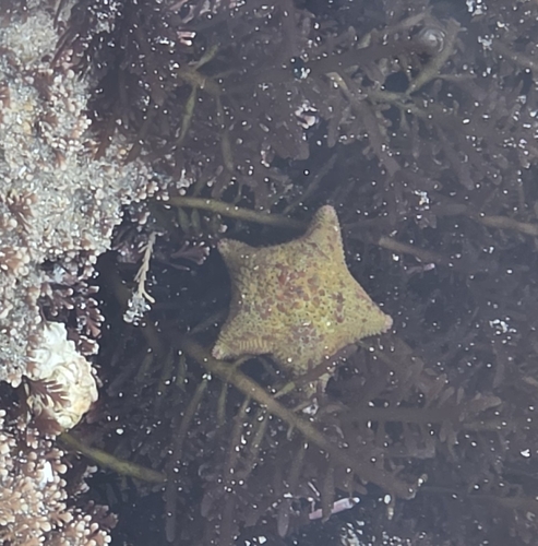 Dwarf Cushion Star
