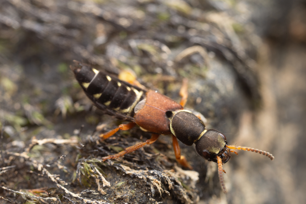 Staphylinus dimidiaticornis