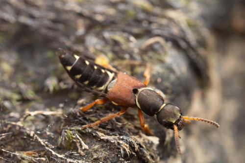 Staphylinus dimidiaticornis