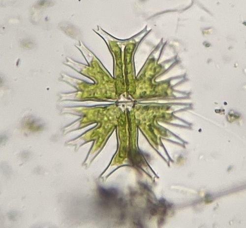 Micrasterias furcata, 2026-08-16