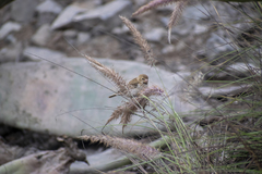 Sporophila telasco