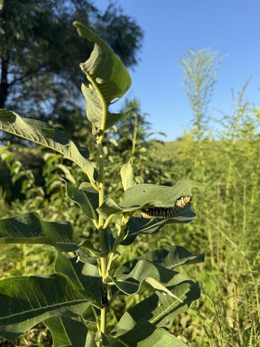 Monarch