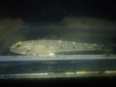 Asian Sand Goby photo 3