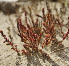 Suaeda calceoliformis