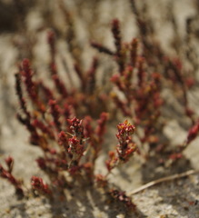 Suaeda calceoliformis