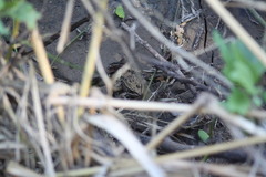 Lithobates magnaocularis