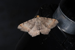 Macaria distribuaria