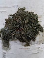 Melanohalea septentrionalis