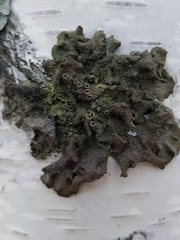 Melanohalea septentrionalis