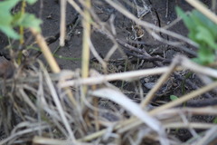 Lithobates magnaocularis