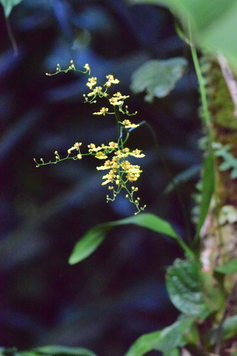 Gomesa flexuosa, 2026-07-25