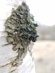 Melanohalea septentrionalis