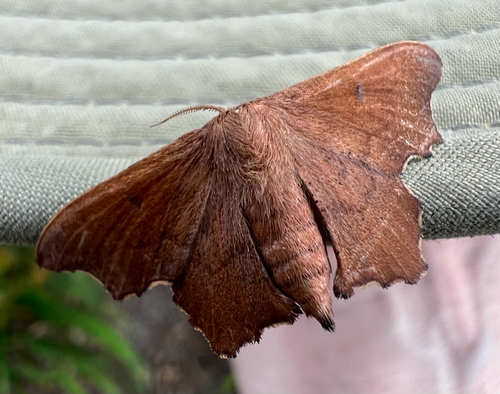 Scalloped Sack-bearer Moth