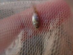 Oreochromis niloticus